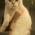 4-5 AYLIK SCOTTISH FOLD BLUE POINT.!! fotoğraf
