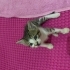 Yuva bulamazsa sokaga gidecek kucakta durmayı çok seven bir kedi fotoğraf