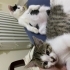 Yuva bulamazsa sokaga gidecek kucakta durmayı çok seven bir kedi fotoğraf