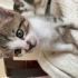 Yuva bulamazsa sokaga gidecek kucakta durmayı çok seven bir kedi fotoğraf