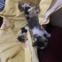 Yuva bulamazsa sokaga gidecek kucakta durmayı çok seven bir kedi fotoğraf