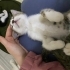 Yuva bulamazsa sokağa dönmek zorunda olan annesiz büyüyen minik kedi fotoğraf
