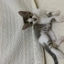 Yuva bulamazsa sokağa dönmek zorunda olan annesiz büyüyen minik kedi fotoğraf
