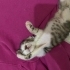 Yuva bulamazsa sokağa dönmek zorunda olan annesiz büyüyen minik kedi fotoğraf