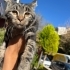 İnsan canlısı yavru kedi fotoğraf
