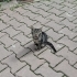 İnsan canlısı yavru kedi fotoğraf