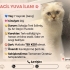 Ücretsiz Sahiplendirme fotoğraf