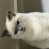 Kızımız Bubu ya ömürlük yuva arıyoruz fotoğraf