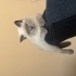 Kızımız Bubu ya ömürlük yuva arıyoruz fotoğraf