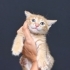 Ücretsiz Sahiplendirme fotoğraf