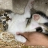 Sevimli tatlı bir kedi fotoğraf