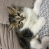 Sevimli tatlı bir kedi fotoğraf