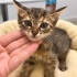 Henüz 1,5 aylık küçücük bir kız çocuğu Bambi… 🐾 fotoğraf