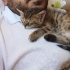Oyuncu enerjik ve sevecen kedimize kalici bir ev arıyoruz fotoğraf