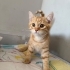 Misket için ömürlük yuva arıyorum fotoğraf