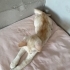 Badem için ömürlük yuva arıyorum fotoğraf