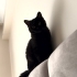 British shorthair Yavru dişi kedi(siyah) fotoğraf