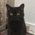 British shorthair Yavru dişi kedi(siyah) fotoğraf