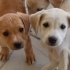 Ömürlük yuva aranıyor fotoğraf