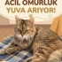 KUTUSUYLA SOKAĞA TERK EDİLDİ, ŞİMDİ ÖMÜRLÜK YUVASINI ARIYOR! fotoğraf