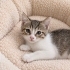 DİŞİ BEBEK YUVASINI ARIYOR fotoğraf