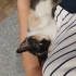 Üzüm yuvasıni arıyor fotoğraf