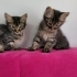 2 adet miniklere sıcak yuva fotoğraf