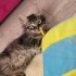 2 adet miniklere sıcak yuva fotoğraf