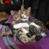 4 aylık yavru kedi tel:0545 806 86 49 fotoğraf