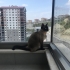 Sakin sessiz cana yakın fotoğraf
