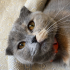 Pamuk, Scootish Fold fotoğraf