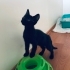 Geçici yuvada son günleri fotoğraf