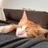 Aşırı sevecen ve oyuncu bir kedi için yuva fotoğraf