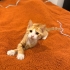 Aşırı sevecen ve oyuncu bir kedi için yuva fotoğraf