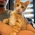 Aşırı sevecen ve oyuncu bir kedi için yuva fotoğraf