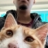 Aşırı sevecen ve oyuncu bir kedi için yuva fotoğraf