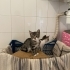 BİR HAFTA SÜRELERİ VAR fotoğraf