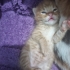 Tarçın Simba Lattee fotoğraf