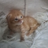 Tarçın Simba Lattee fotoğraf