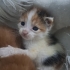Tarçın Simba Lattee fotoğraf