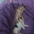 Tarçın Simba Lattee fotoğraf