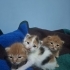 Tarçın Simba Lattee fotoğraf