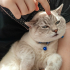 1.5 yaşında / erkek / kısır / british shorthair fotoğraf