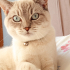 1.5 yaşında / erkek / kısır / british shorthair fotoğraf