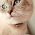 1.5 yaşında / erkek / kısır / british shorthair fotoğraf