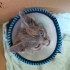 Bristish kırması olabilir bakıma muhtaç kedi fotoğraf