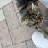 Sokakta kalmış insana alışkın cins kedi fotoğraf