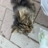 Sokakta kalmış insana alışkın cins kedi fotoğraf