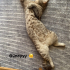 Ciddi alerji sebebi ile çocuğumu sahipledirmek zorundayım fotoğraf