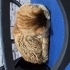 Böbrek rahatsızlığı var sokakta yaşayamaz fotoğraf